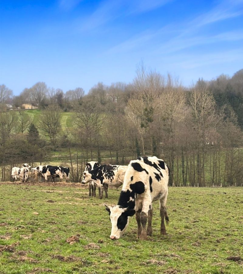 vache