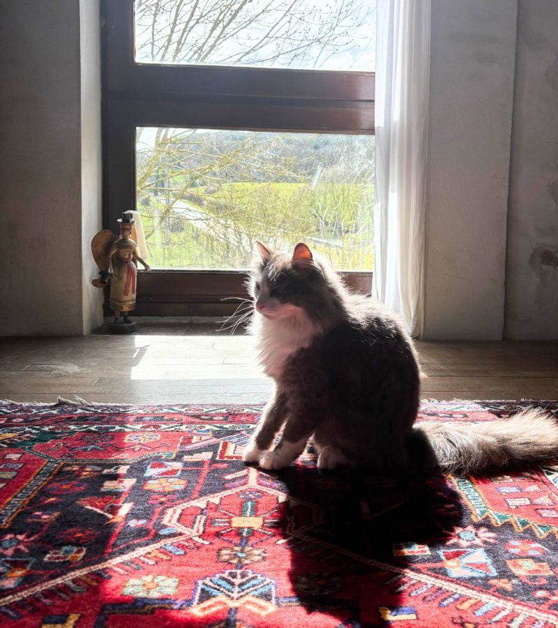 chat soleil
