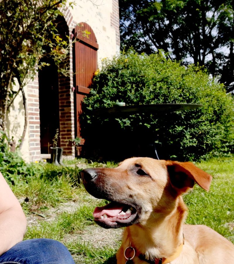 chien